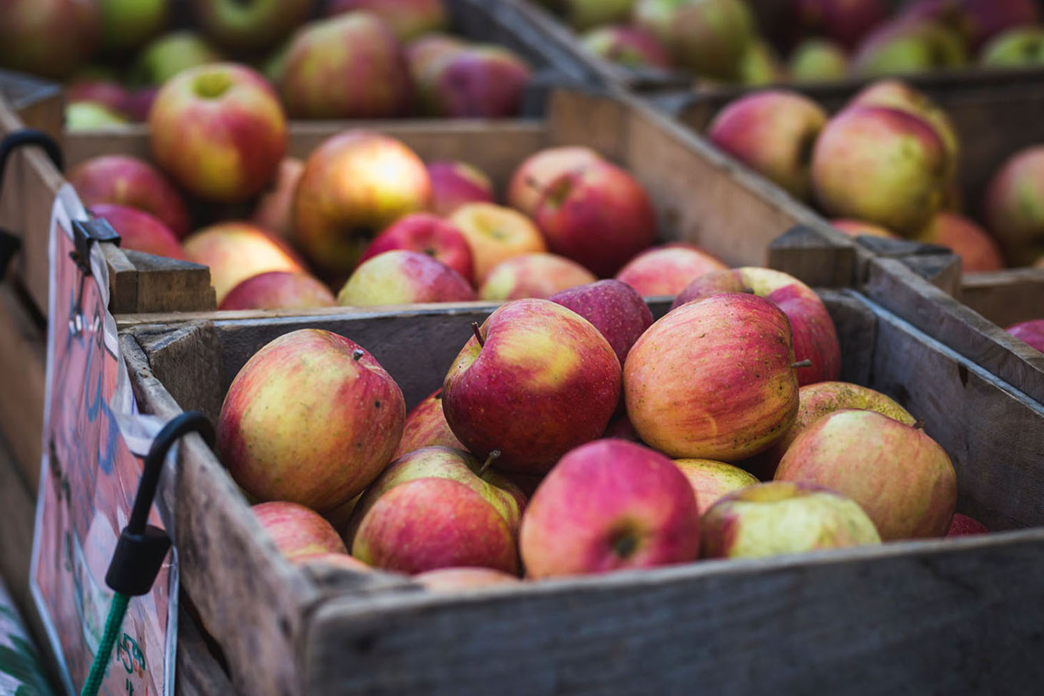 Some tasty apples for sale